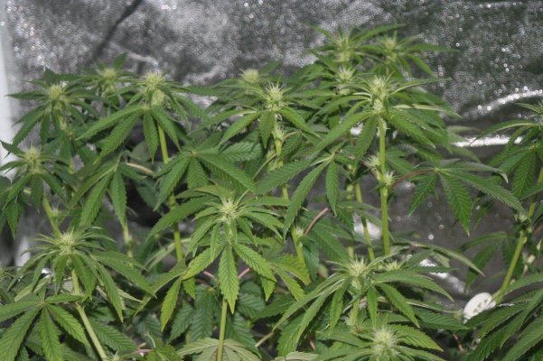 JB Dec Tent 2011_17.JPG