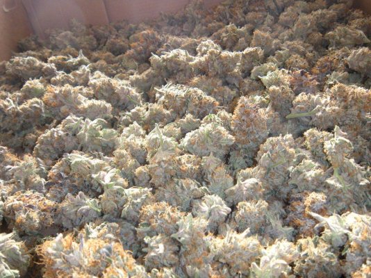 Larry og hydro grow