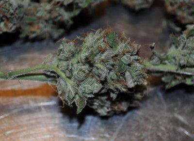 plum%20(2).jpg