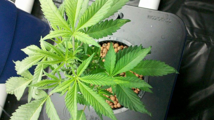 First UC grow!