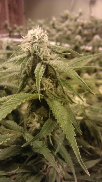 JJH DF 23 Nice Cola.jpg