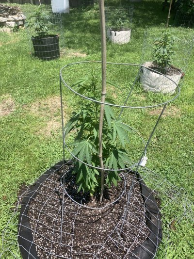 Big Al’s 2025 season indoor/outdoor grow in misery