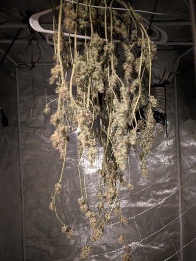 Let's See Your Frostiest Flowers