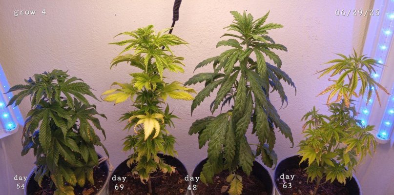 30 years since i was able to grow some weeds. i am now the proud parent of some beautiful girls....  :  )(  :