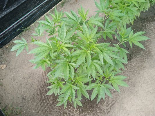 Cpurola's Outdoor grow in Southeast Michigan 2025