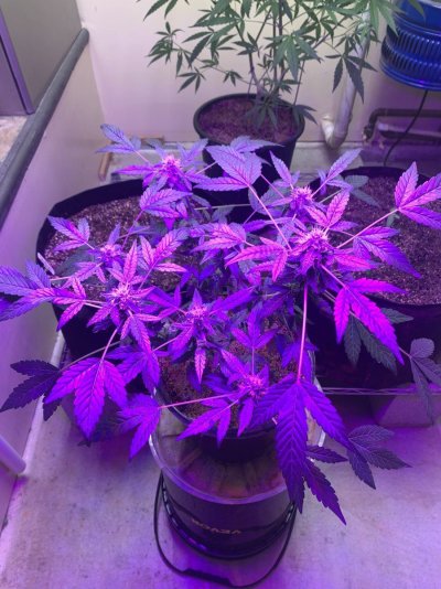 TGR’s High Elevation Grow Journey