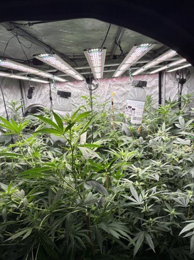 Anyone use floraflex 700 watt led grow light
