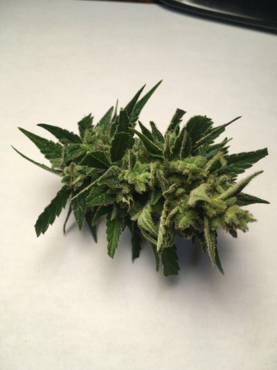 New indoor grow LA Kush auto in BaS