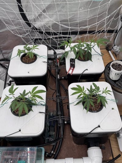 A peek inside my grow tent.