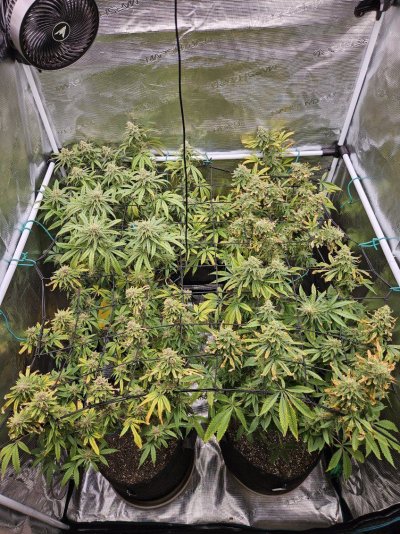 Lets try this again...3rd times a charm?  Grow journal #3