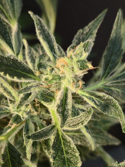 new-time-grower---insane-frostint-3.jpg