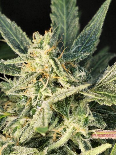 new-time-grower---insane-frostint-5.jpg