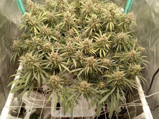 7Munkee's Perpetual Organics and Earthboxes