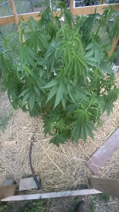 out-door--in-the-ground-no-support-yet-3.jpeg