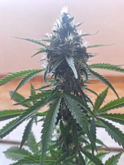 2cm to 33cm: FastBuds Auto's Incredible Journey (Scientific Analysis)