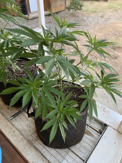 TGR’s High Elevation Grow Journey