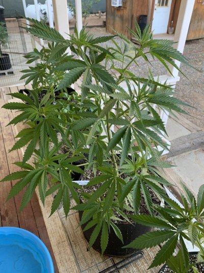 TGR’s High Elevation Grow Journey