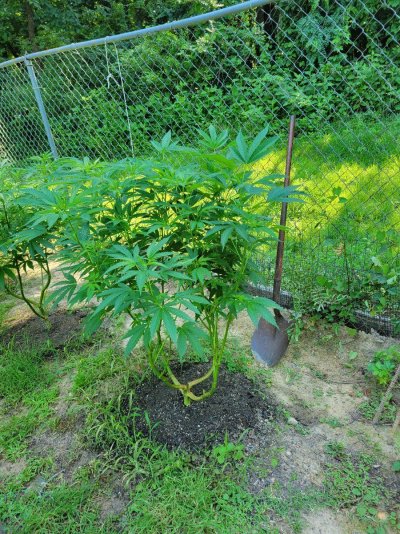 Me Ohio in ground outside grow help