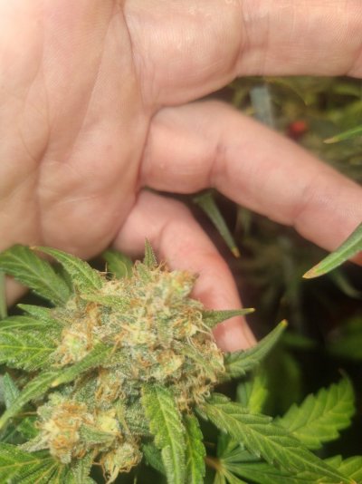 kc-brains-51-auto-is-she-ready-3.jpg