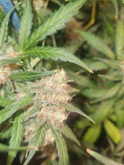 kc-brains-51-auto-is-she-ready-4.jpg