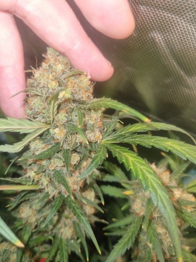 kc-brains-51-auto-is-she-ready-5.jpg
