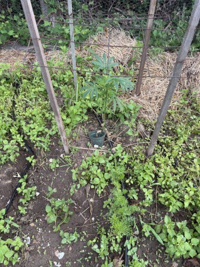 2025 outdoor grows! Let’s see em!