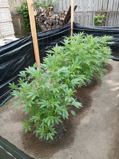 2025 outdoor grows! Let’s see em!