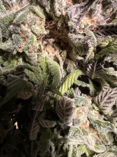 mold-inside-large-bud-4-days-into-drying.jpeg