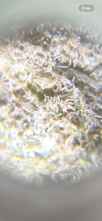 mold-inside-large-bud-4-days-into-drying-2.png