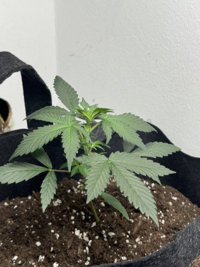 Stressed autos. Started flowering 3 weeks after germination, HELP, please!