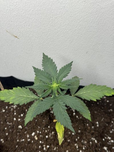 Stressed autos. Started flowering 3 weeks after germination, HELP, please!