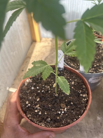 spots-on-my-cannabis-plants-4.jpeg