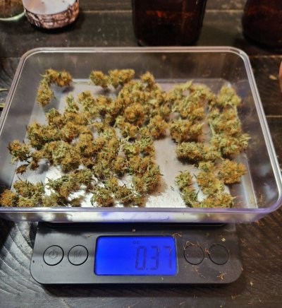 Starting blue dream & grandaddy purp.  Dropped seeds 3/8/25.