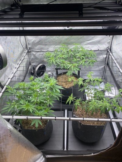 doobers grow tent, seedlings clones and flowers