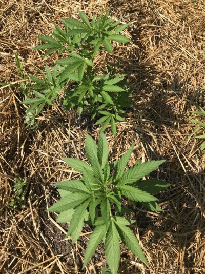 Bodhi Seeds Thread.
