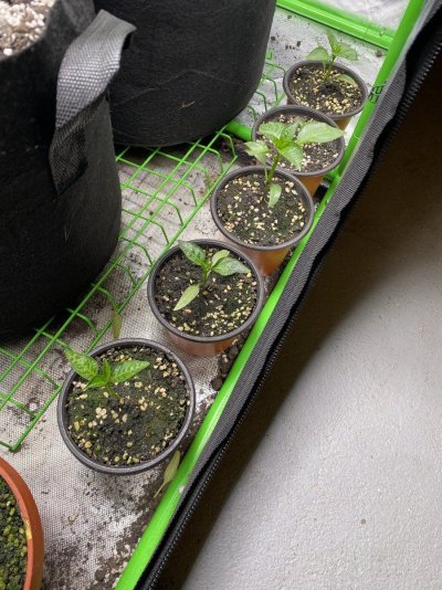 Super Soil Recipe Ideas & Input