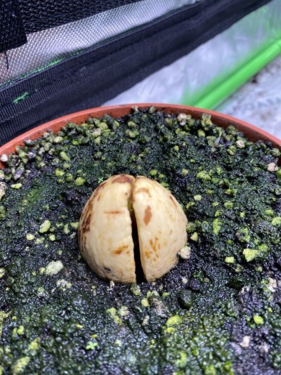 Super Soil Recipe Ideas & Input