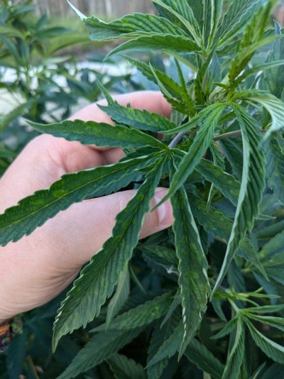help-my-sativa-is-going-into-flower-with-spots-2.jpg