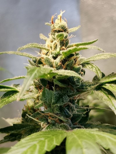 first-time-grower-need-help-please.jpg