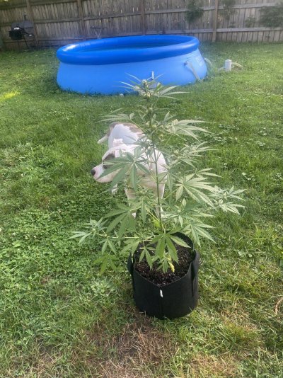 Been growing indoors for a long time. First outdoor. Powder mildew?