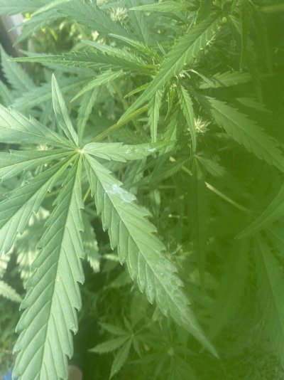 Been growing indoors for a long time. First outdoor. Powder mildew?