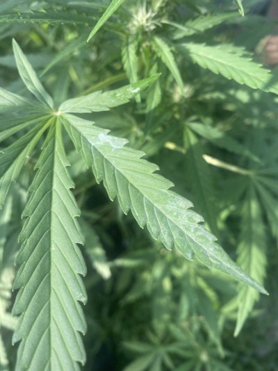 Been growing indoors for a long time. First outdoor. Powder mildew?