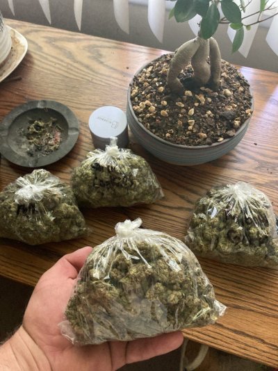 Big Al’s 2025 season indoor/outdoor grow in misery