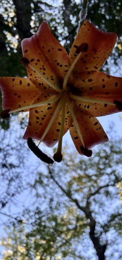 IMG_0846.jpeg