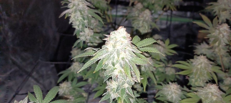 Let's See Your Frostiest Flowers