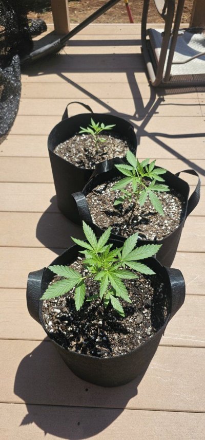 Should I LST and outdoor grow?