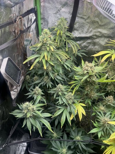 update-on-gsce-harvest-date-5.jpeg