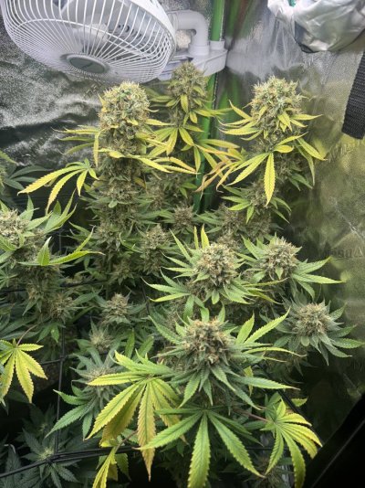 update-on-gsce-harvest-date-8.jpeg