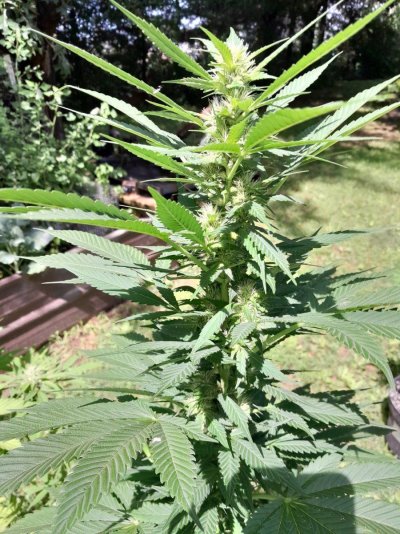 Summer Indoor/Outdoor growing journal
