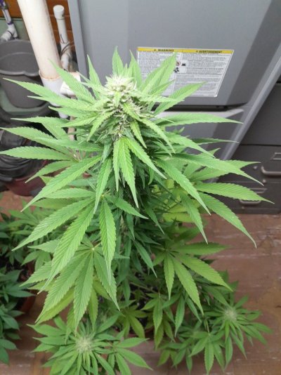 Summer Indoor/Outdoor growing journal